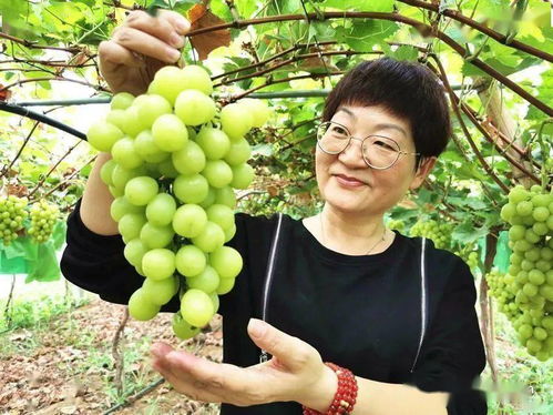 襄州培優培厚農業土壤，推進農業高質量發展助力谷物銷售提升